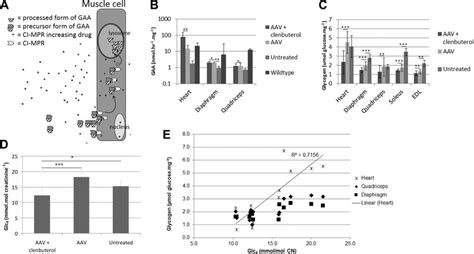Clenbuterol's safety and efficacy in various human studies .